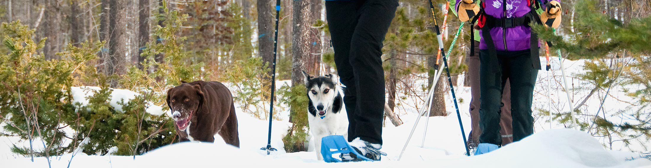 Backcountry Ski & Snowshoe Tours