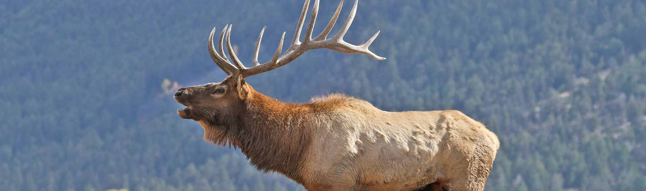 Elk