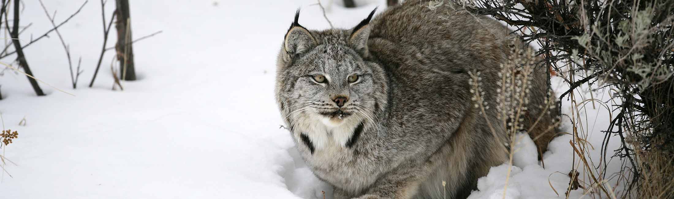 Canada Lynx