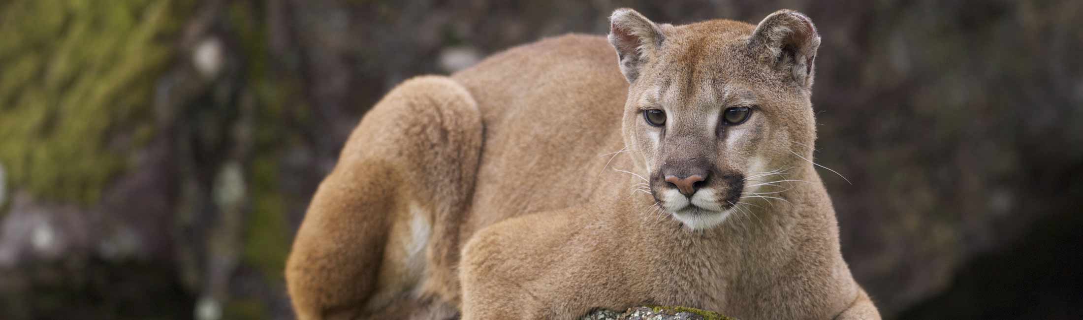 Mountain Lion