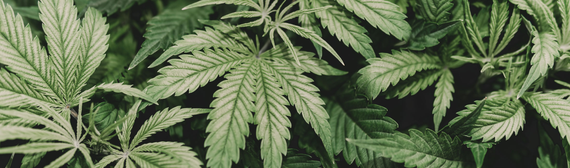 Recreational Marijuana