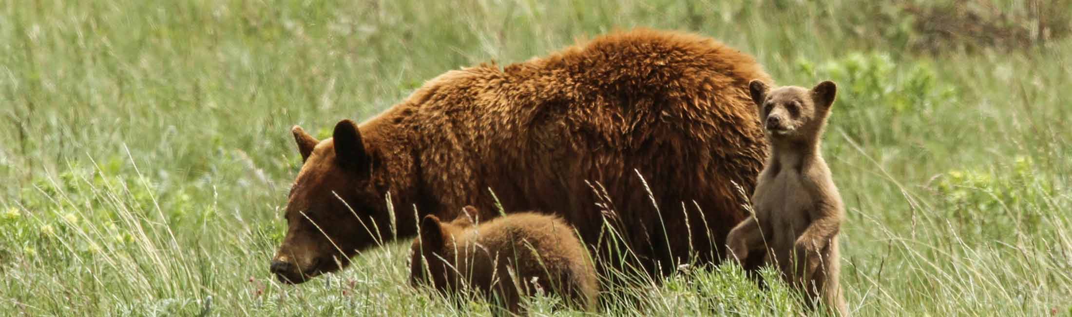 Wildlife & Bear Safety